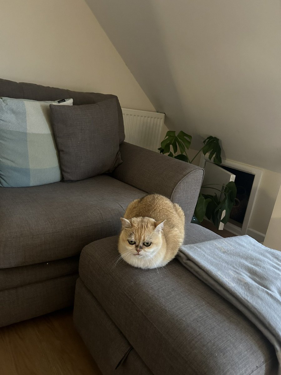 mimybug's tweet image. everyone tell her she made a good loaf right now