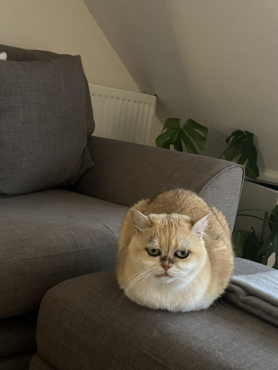 mimybug's tweet image. everyone tell her she made a good loaf right now