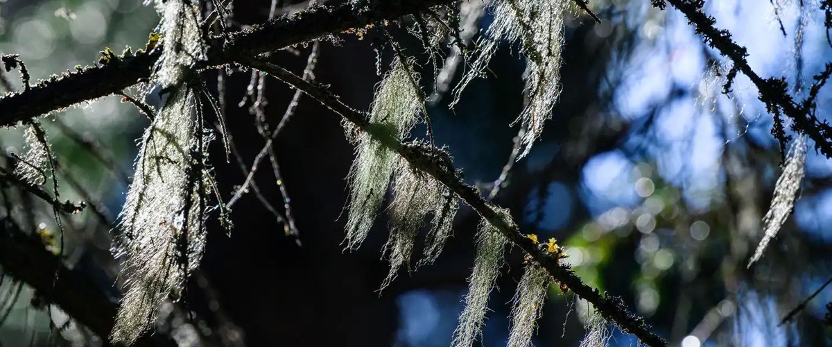 GlobalPlantGPC's tweet image. Studies show the significance of old-growth forests for biodiversity globalplantcouncil.org/studies-show-t… via University of Eastern Finland #PlantScience