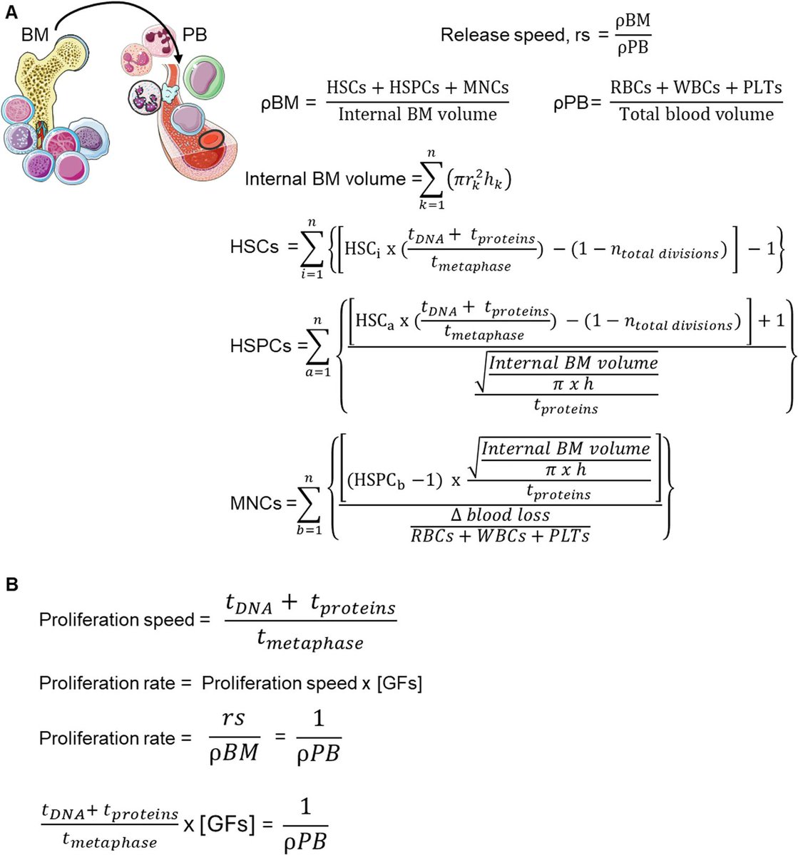 How fast does leukemia progress? Love when physics meets hematology, a quantitative framework for understanding hematopoietic stress responses, aging, clonal expansion and dominance🩸
nature.com/articles/s4137…