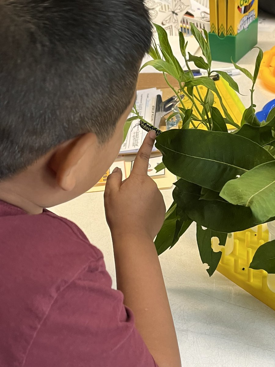 Mrs. Carlson@LMES_Teacher (@mrscarlsonlmes2) on Twitter photo ESY 2025… How it started… and how it’s going! Week 3! 🍃🐛🦋The Life Cycle of a Butterfly
<a href="/BtpsSrvcs/">BTPSSpecialSrvcs</a> ESY 2025… How it started… and how it’s going! Week 3! 🍃🐛🦋The Life Cycle of a Butterfly
<a href="/BtpsSrvcs/">BTPSSpecialSrvcs</a>