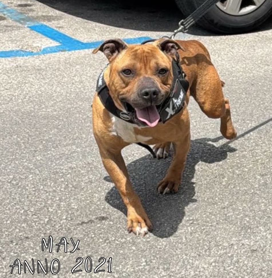 4zampeinvolo's tweet image. 🐾 💗 ADOZIONE DEL CUORE - MAX CERCA CASA 🏡 💗
Buono, coccolone e pieno di energie. MAX proviene da una situazione familiare complicata, ha vissuto per 6 mesi chiuso in un terrazzo ma adesso è libero e cerchiamo una famiglia che sia per sempre.
📞 Per info e adozione:
📲…
