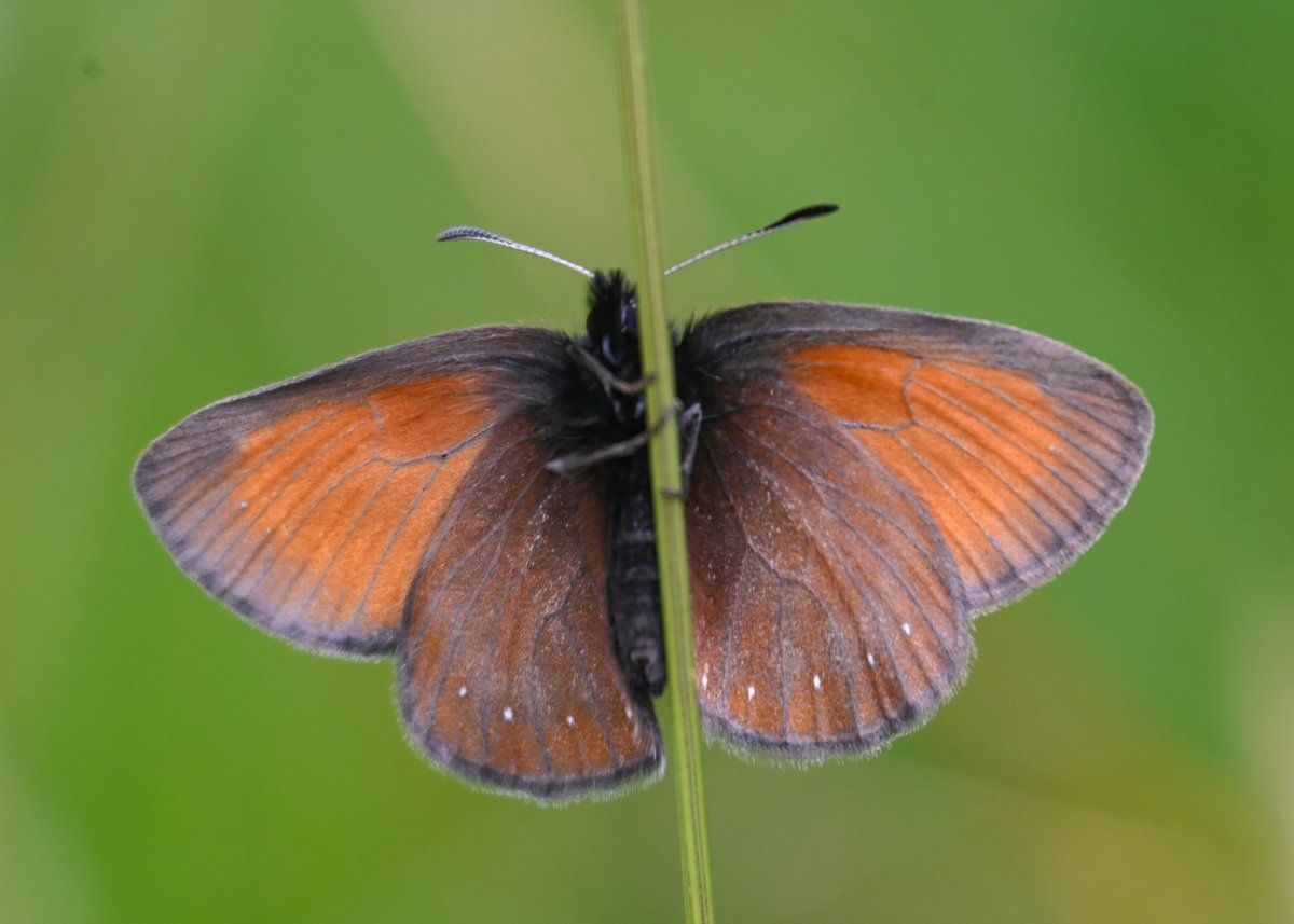 CactusFrankS's tweet image. Highlight of day 4 of my butterfly recce in the Austrian Alps (Hohe Tauern): without a doubt the very rare White Speck Ringlet (Erebia claudina) which occurs only at a handful of very small sites