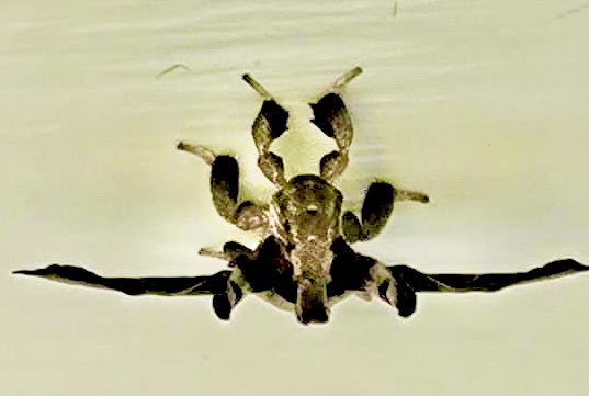 TheLCVixen's tweet image. If you ever see one of these….
RUN… Run far away! Just give it your house….
Let it win!
Okay.. that’s all! 🤯😳💀