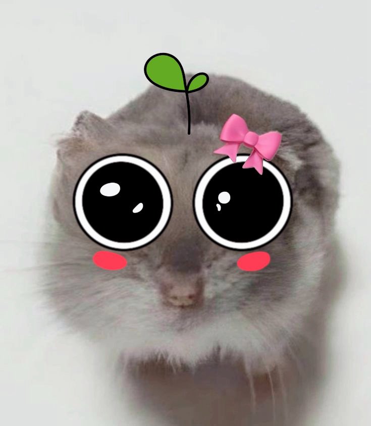 wushcoin's tweet photo. @meruzuuu I luv you so wush https://t.co/DLz6R9eGXz