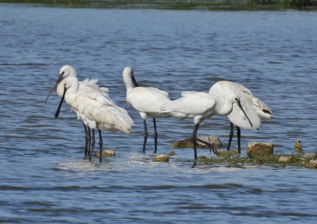 Pajarines1's tweet image. Estos días se han dejado ver las elegantes ESPÁTULAS COMUNES /Platalea leucorodia/ por #Salburua (Vitoria)