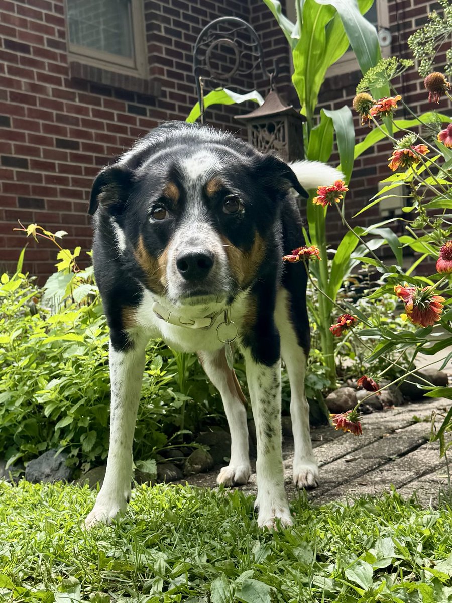 MayleePup's tweet image. Oh hi, there you are. I was looking for you. Question: How many optometrists does it take to change a lightbulb? Is it 1… or 2? 1….or 2? Hahaha 😆❤️🐶❤️❤️❤️❤️