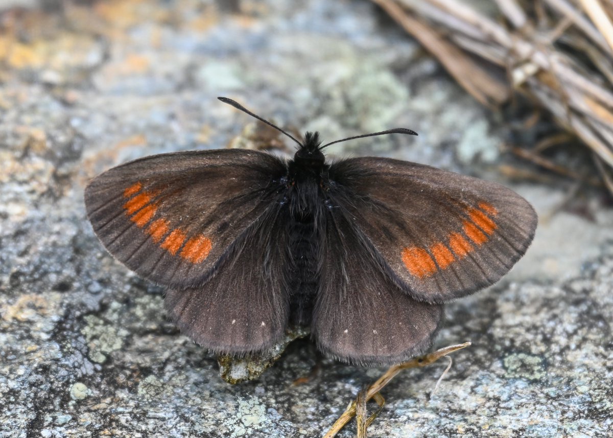 CactusFrankS's tweet image. Highlight of day 4 of my butterfly recce in the Austrian Alps (Hohe Tauern): without a doubt the very rare White Speck Ringlet (Erebia claudina) which occurs only at a handful of very small sites