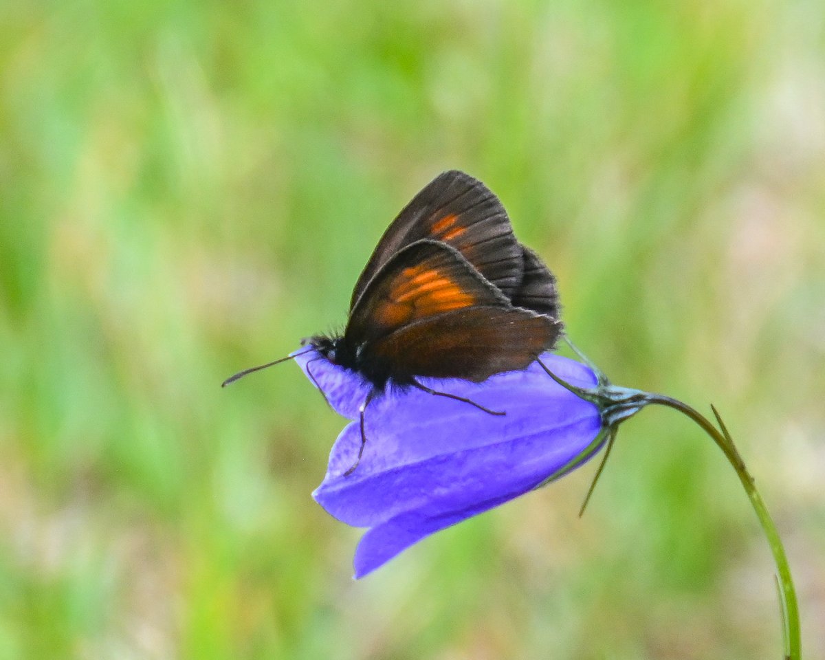 CactusFrankS's tweet image. Highlight of day 4 of my butterfly recce in the Austrian Alps (Hohe Tauern): without a doubt the very rare White Speck Ringlet (Erebia claudina) which occurs only at a handful of very small sites