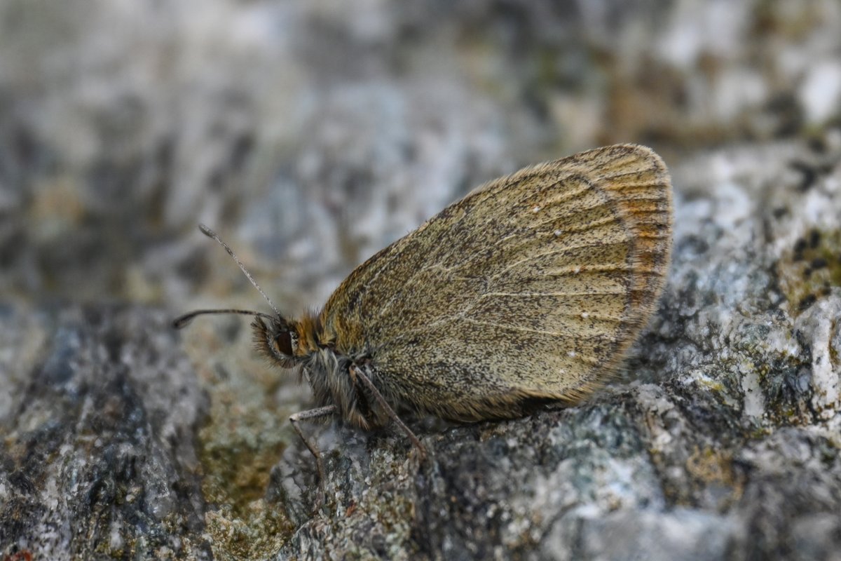 CactusFrankS's tweet image. Highlight of day 4 of my butterfly recce in the Austrian Alps (Hohe Tauern): without a doubt the very rare White Speck Ringlet (Erebia claudina) which occurs only at a handful of very small sites