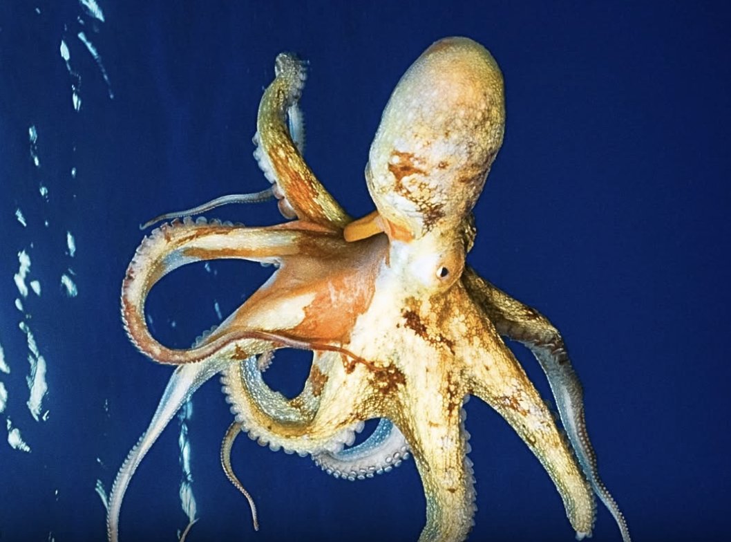 pubity's tweet image. When female octopuses aren't in the mood to mate, they strangle and eat the male.