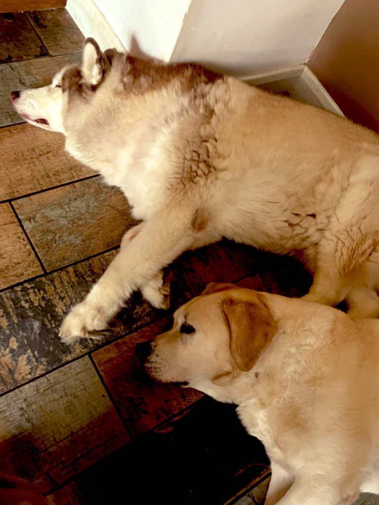 At this time of the evening, these two take their places next to me…