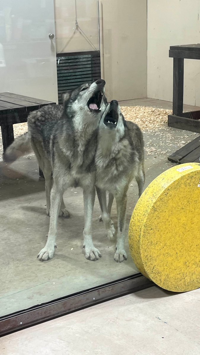 Wolfdogs waiting for their breakfast

Patient                                     Not so patient 😆