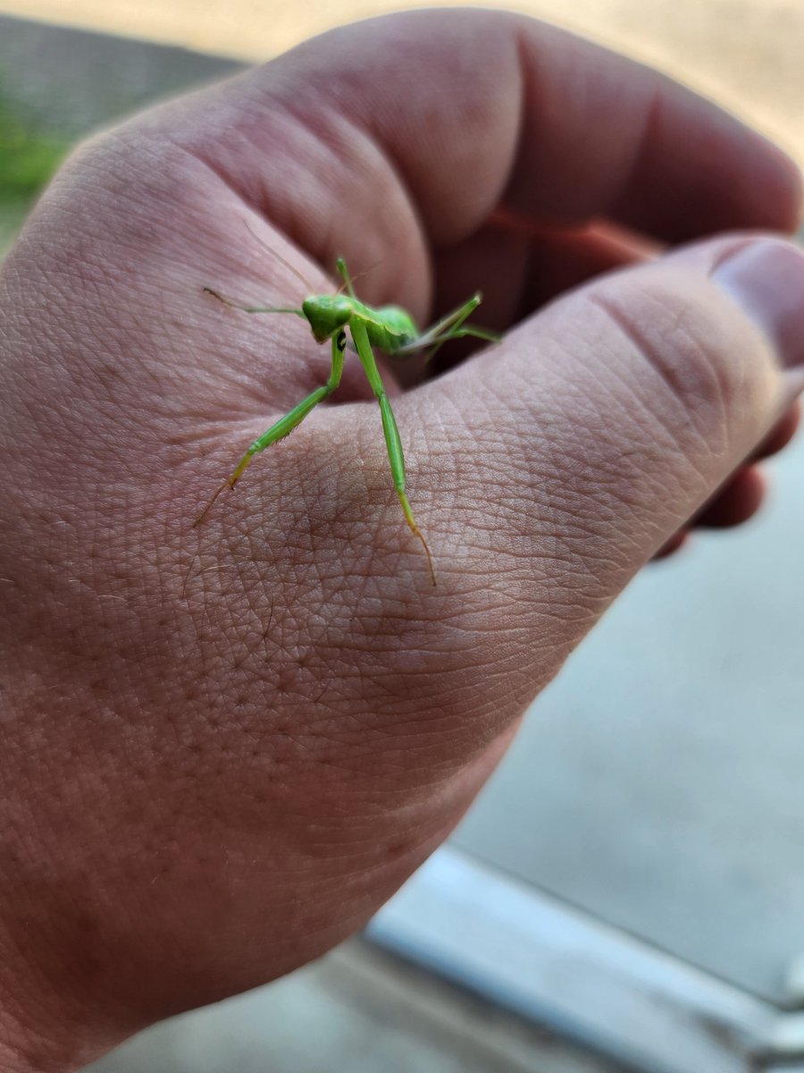 sigilstone1700's tweet image. Met a new fren at work. He's now employed in the grass outside