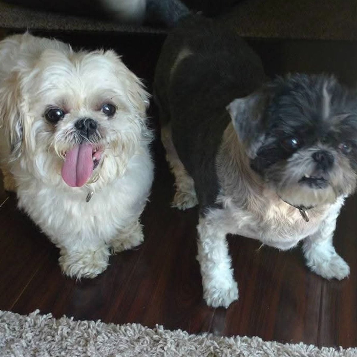 NEHumaneSociety's tweet image. "My husband and I have been together almost 27 years and have adopted seven animals together from the Nebraska Humane Society over those years, as well as fostered once."
Read Tracee's story: bit.ly/3IzDtJw
(135/150) #NHS150