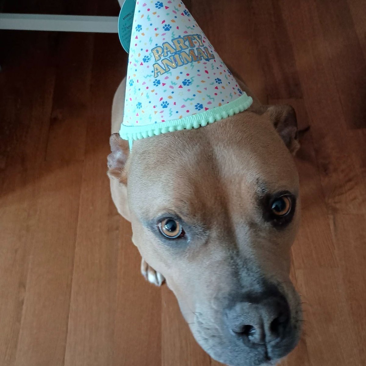 NEHumaneSociety's tweet image. "My husband and I have been together almost 27 years and have adopted seven animals together from the Nebraska Humane Society over those years, as well as fostered once."
Read Tracee's story: bit.ly/3IzDtJw
(135/150) #NHS150