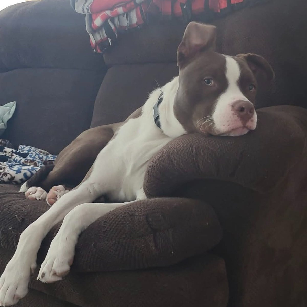 NEHumaneSociety's tweet image. "My husband and I have been together almost 27 years and have adopted seven animals together from the Nebraska Humane Society over those years, as well as fostered once."
Read Tracee's story: bit.ly/3IzDtJw
(135/150) #NHS150