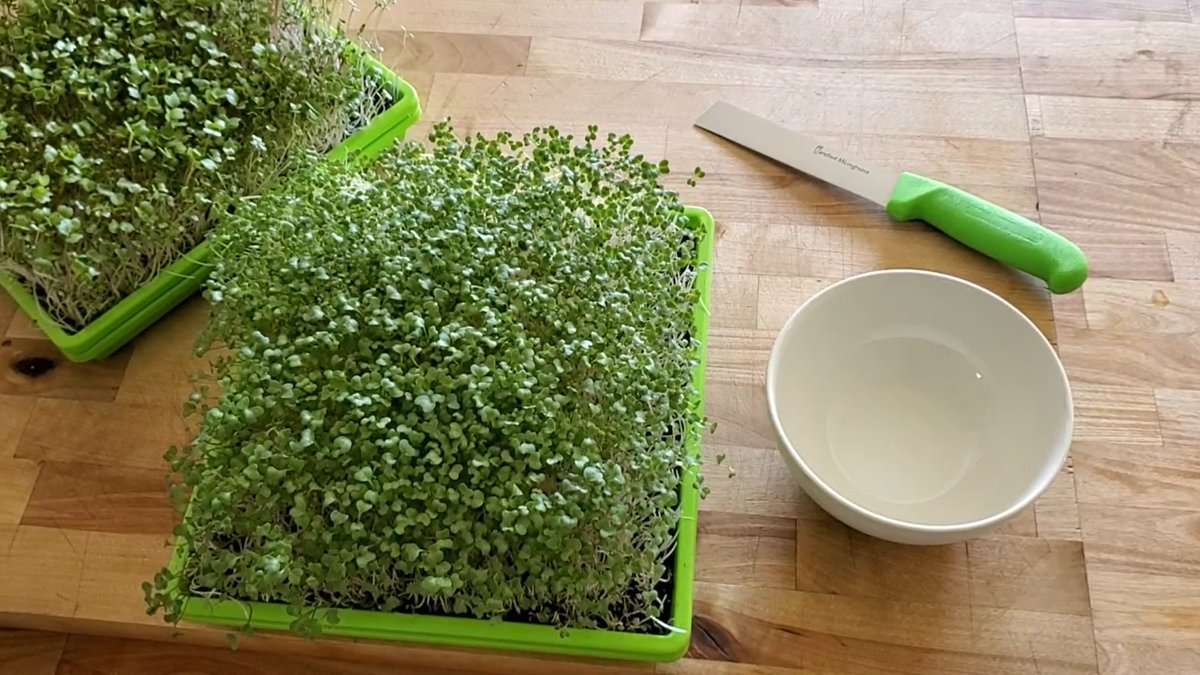 HomesteadAmeric's tweet image. Meat, eggs, and dairy make a giant portion of my diet. But I still love my sprouts.