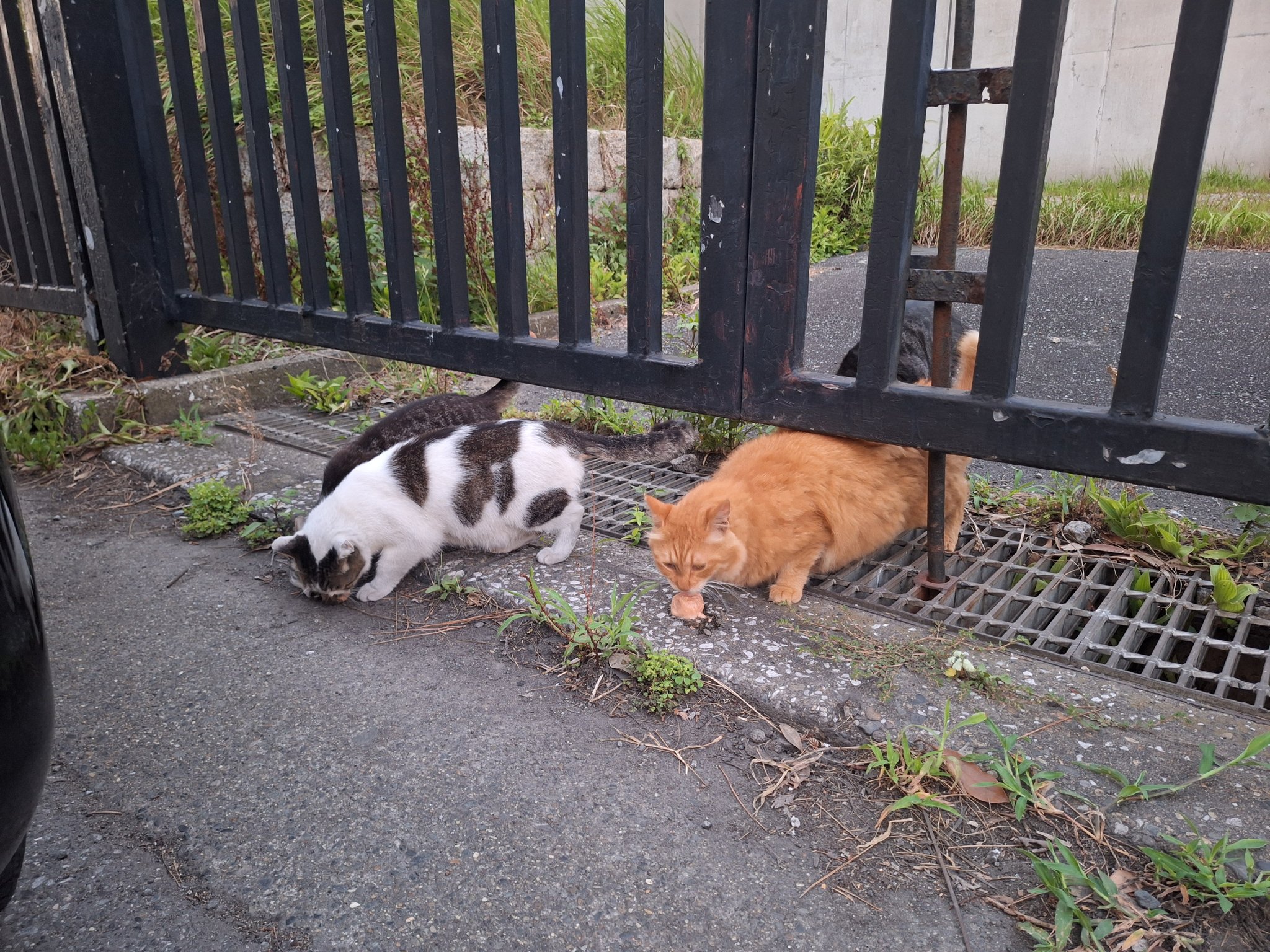 ぷうあ「まったりレッサーパンダ」「雀とキジトラ猫さん」他 レッサーパンダ。 今日は来るお客さん来るお客さんから「この子