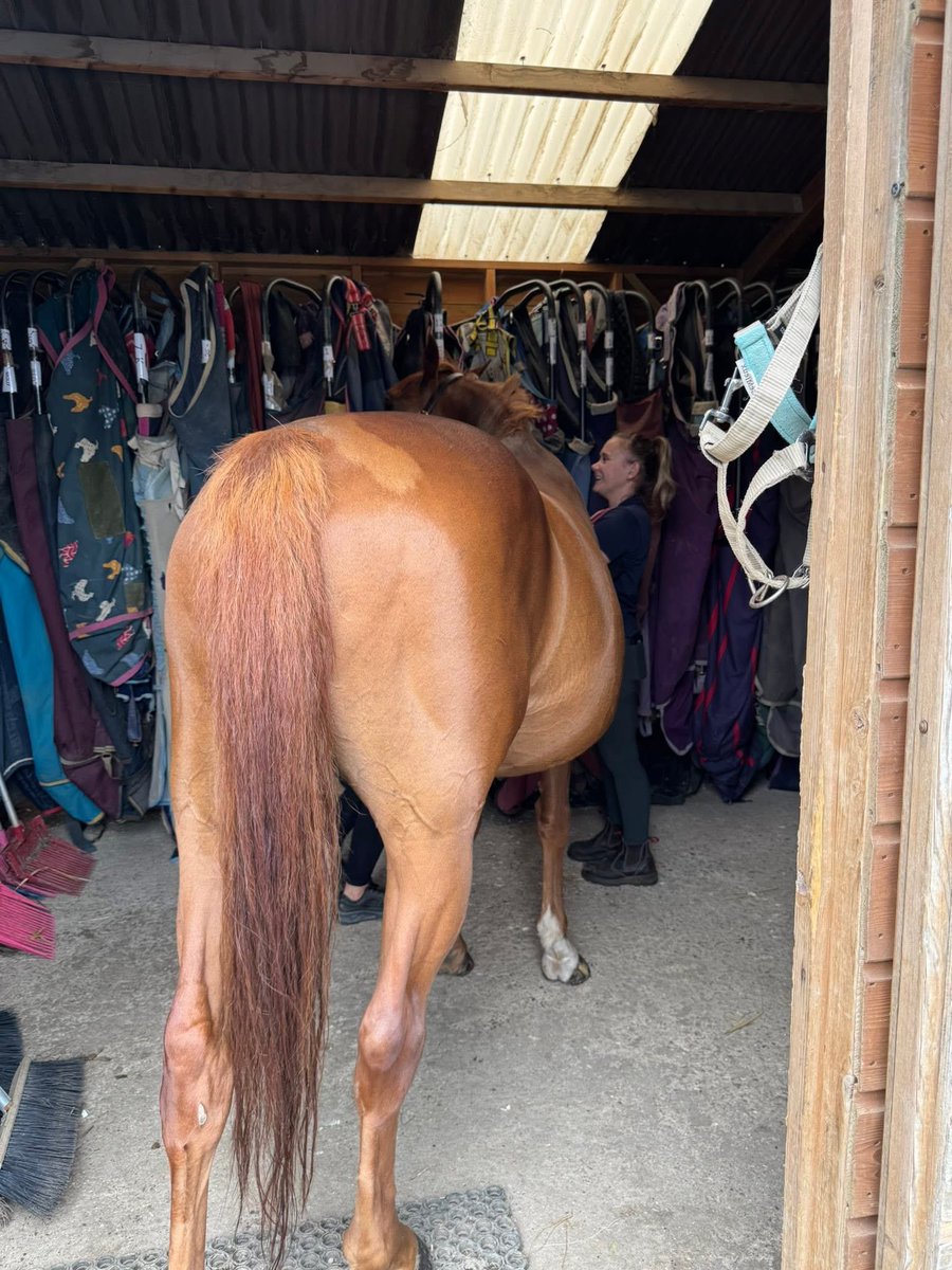 No room on the yard as we had the farrier today so horses everywhere. The vet wanted to check K’s eye and needed a dark space, so in the rug room we went 😂 such a good boy 💕 #horses #horseaddict #horselover #horsegirls
