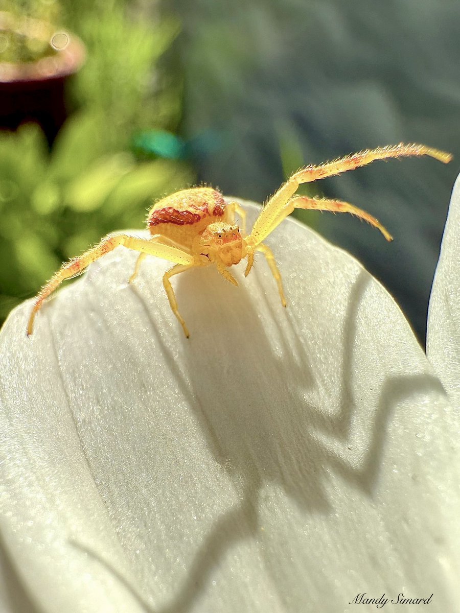 MandyLSimard's tweet image. You never know who you’ll meet in nature… what’s the most unexpected thing you’ve come across?