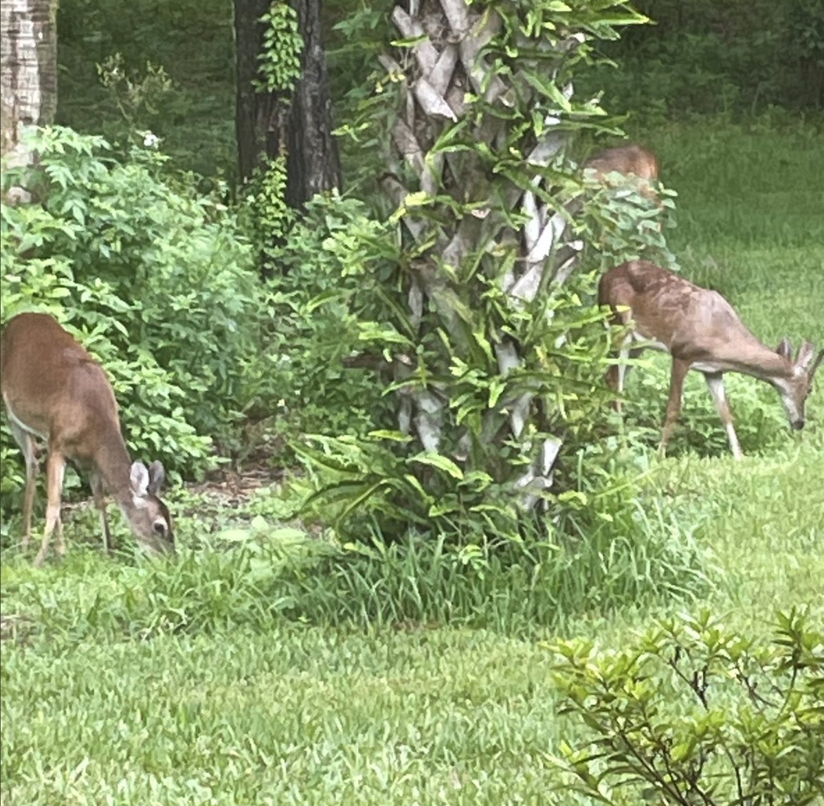 southgrace427's tweet image. Awww...hello my little Deer Family...
And NO...
You F'ers can't shoot and eat them...
LMFAO..
๐๐๐๐ฆ๐ฆ๐ฆ๐๐๐ฅ
