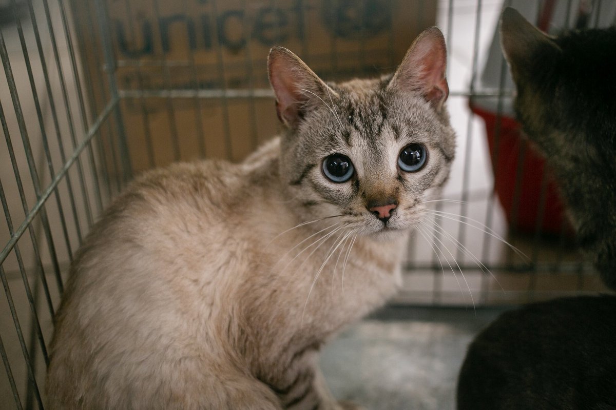 UAnimalsENG's tweet image. Our veterinary missions save lives, literally. In frontline regions, many animals would suffer or die without urgent medical help 💔
That’s why these missions matter so much. That’s why we keep talking about them.
These photos show just a few of the hundreds of animals we were…
