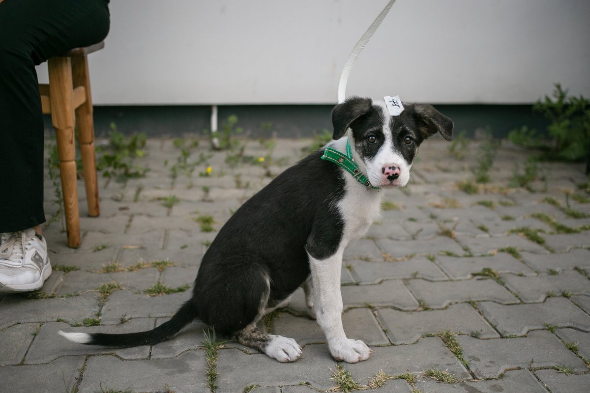 UAnimalsENG's tweet image. Our veterinary missions save lives, literally. In frontline regions, many animals would suffer or die without urgent medical help 💔
That’s why these missions matter so much. That’s why we keep talking about them.
These photos show just a few of the hundreds of animals we were…