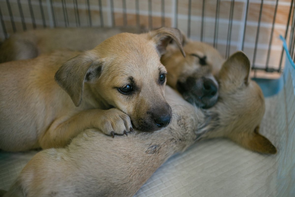 UAnimalsENG's tweet image. Our veterinary missions save lives, literally. In frontline regions, many animals would suffer or die without urgent medical help 💔
That’s why these missions matter so much. That’s why we keep talking about them.
These photos show just a few of the hundreds of animals we were…