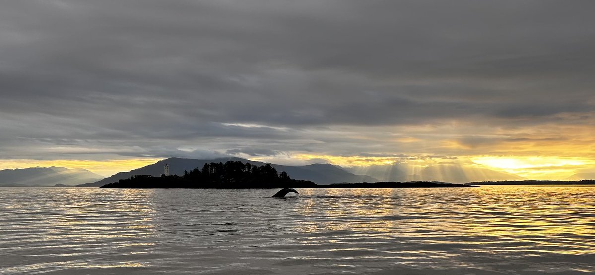 fred_fishin's tweet image. Last minute trip to Alaska… I couldn’t swing it🤬🤬 buddy send me this… mfer
Sunrise ✅
Whale✅
Lighthouse ✅
Pissin fishin Fred off ✅