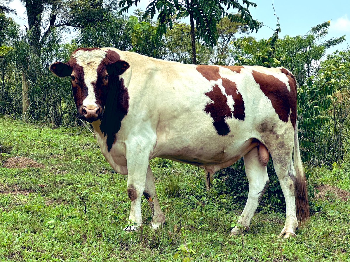 Novine_Farm's tweet image. You CANNOT lock the bull out.
You shouldn’t DARE!
#RaisedByCows
