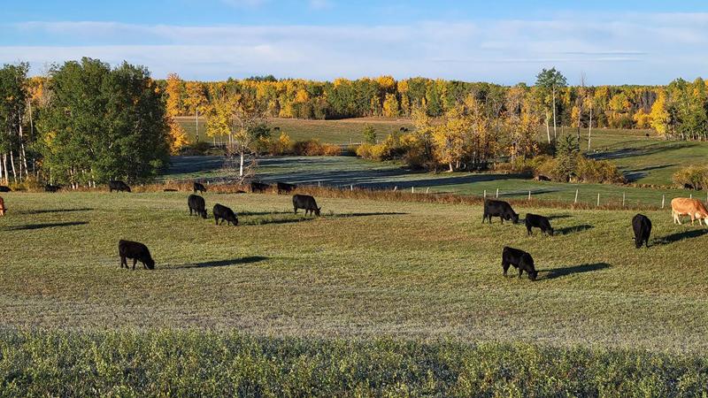 Greenview declares agricultural disaster for livestock industry amidst drought and pest challenges dlvr.it/TM3Zlf