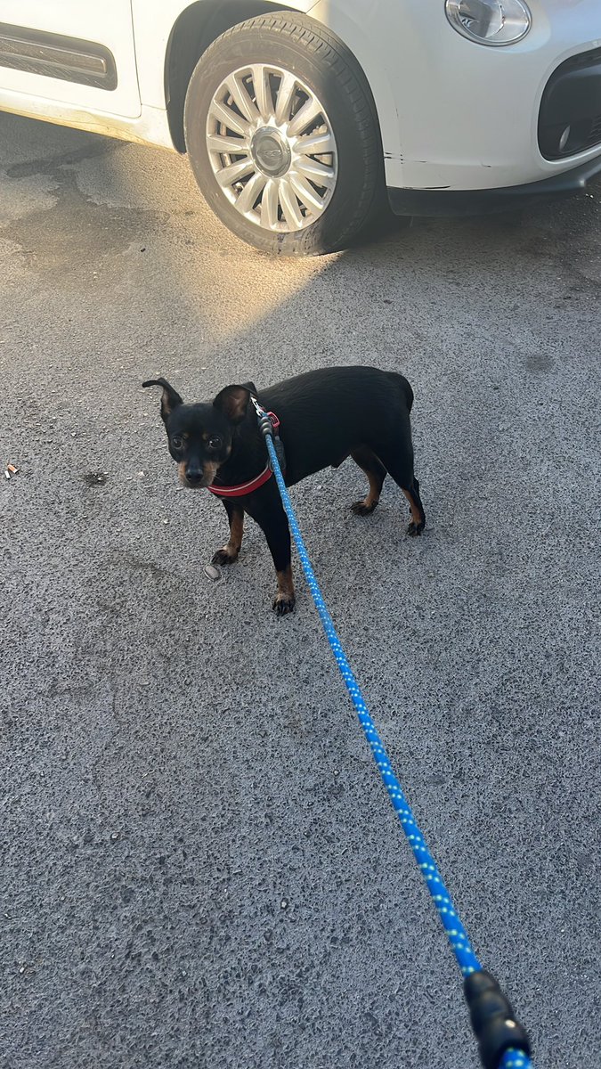 kim1ama's tweet image. il vet ha detto che il mio cane ha una vita troppo agiata e deve dimagrire x questo Prince odia il veterinario