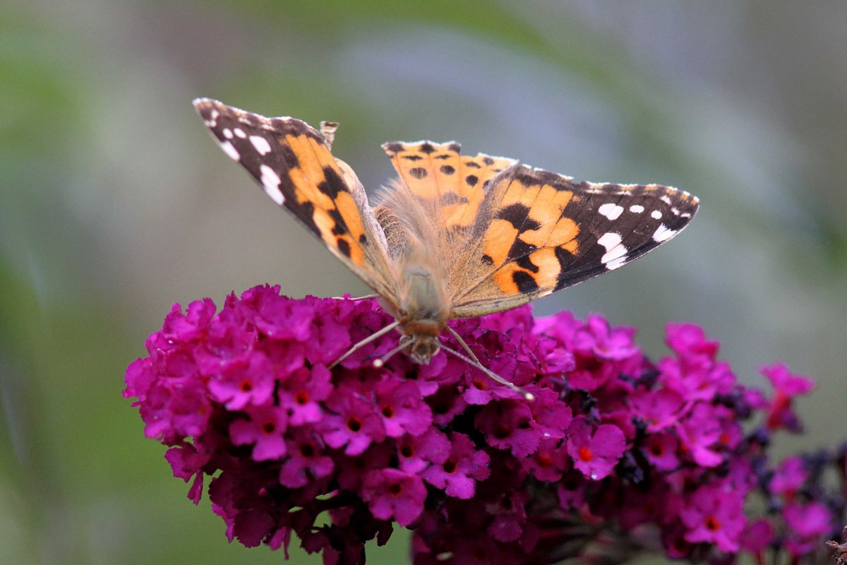 MrSteveyJames's tweet image. A nice suprise at our farm #chesterfield #derbyshire from yesterday, the first Painted Lady of the year on the Buddlia with a tatty wing but still lovely top see #TwitterNatureCommunity #TwitterNaturePhotography @NatureUK @savebutterflies @Natures_Voice @BBCSpringwatch