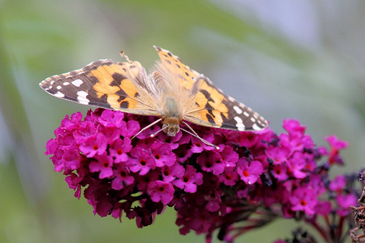 MrSteveyJames's tweet image. A nice suprise at our farm #chesterfield #derbyshire from yesterday, the first Painted Lady of the year on the Buddlia with a tatty wing but still lovely top see #TwitterNatureCommunity #TwitterNaturePhotography @NatureUK @savebutterflies @Natures_Voice @BBCSpringwatch