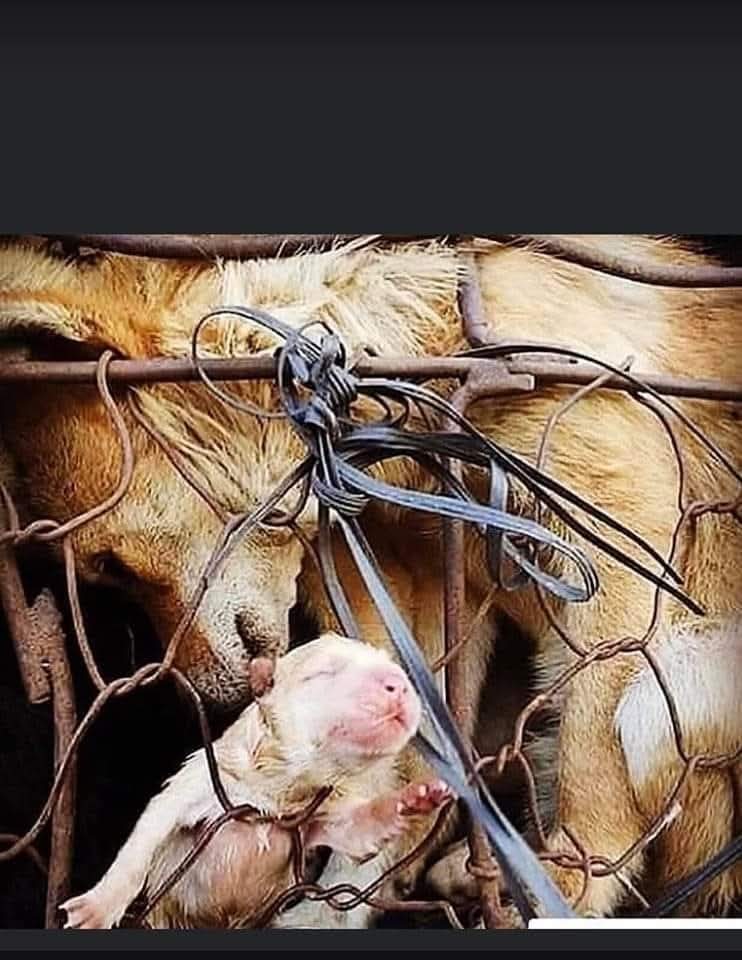 Joseph3Sengendo's tweet image. It's misleading to call Yulin a dog meat festival.
It should be called a dog torture festival
Stop Yulin for good
