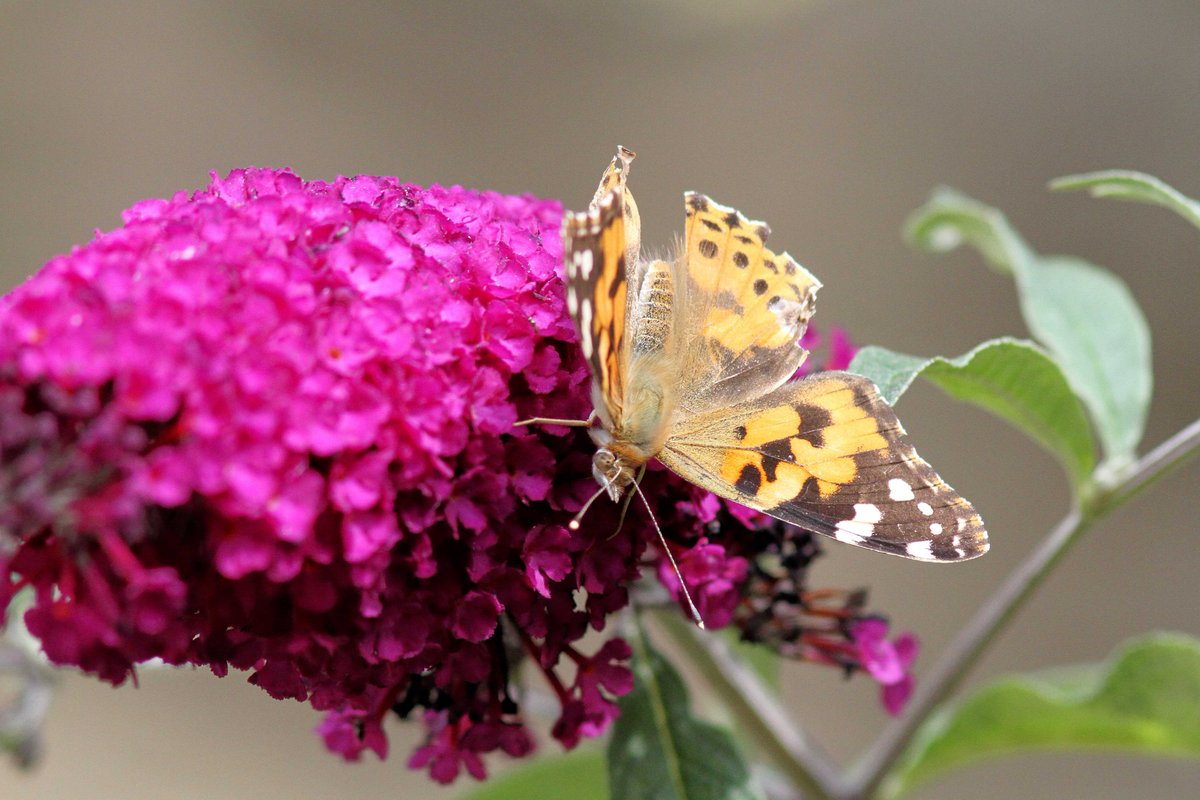 MrSteveyJames's tweet image. A nice suprise at our farm #chesterfield #derbyshire from yesterday, the first Painted Lady of the year on the Buddlia with a tatty wing but still lovely top see #TwitterNatureCommunity #TwitterNaturePhotography @NatureUK @savebutterflies @Natures_Voice @BBCSpringwatch