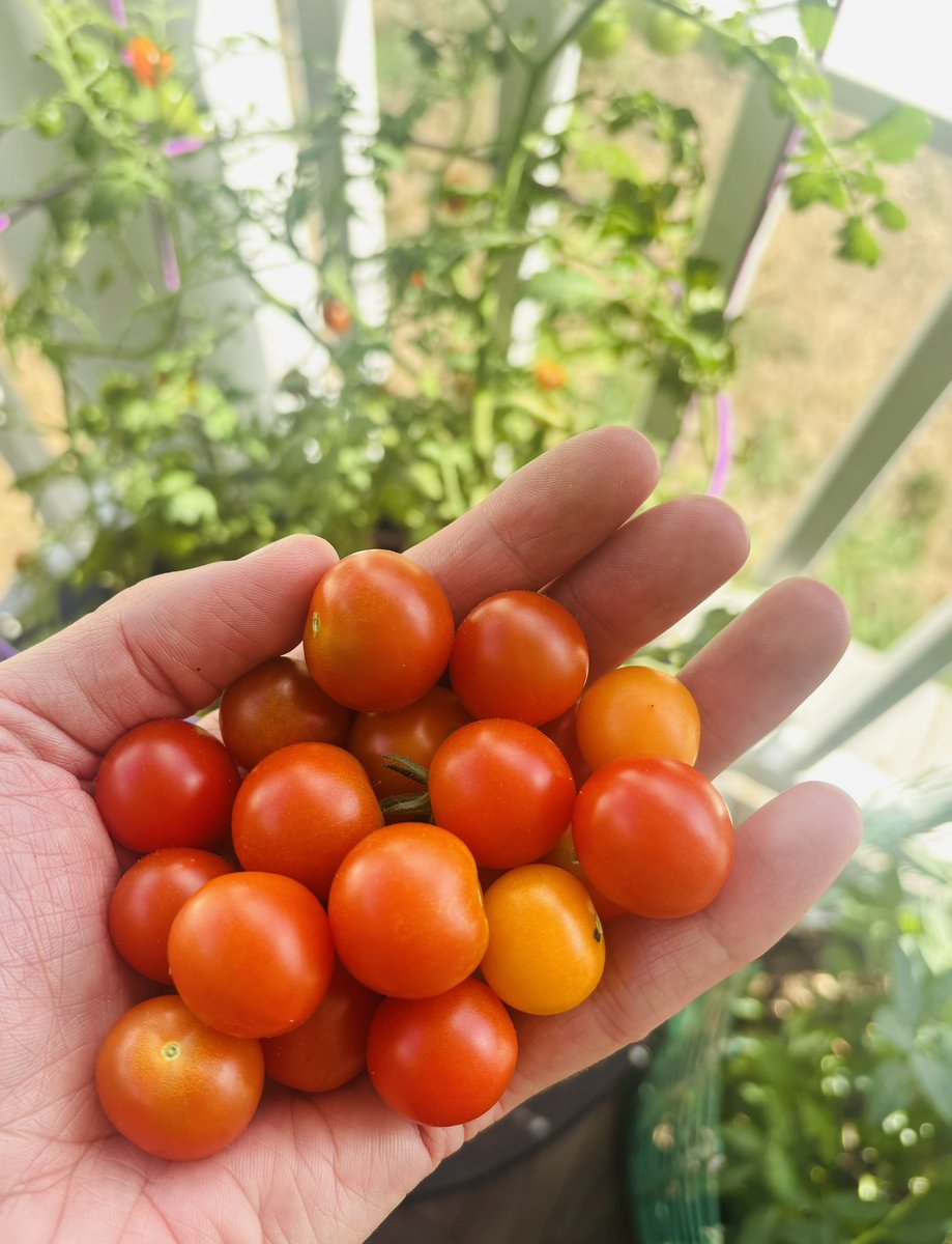 simongandrew's tweet image. Today’s harvest.