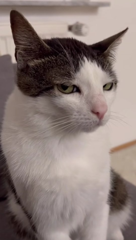yoli_gotitaymar's tweet image. - Amor , estás enojada
- No
- A ver, una miradita
#MartesDeOdio 😸