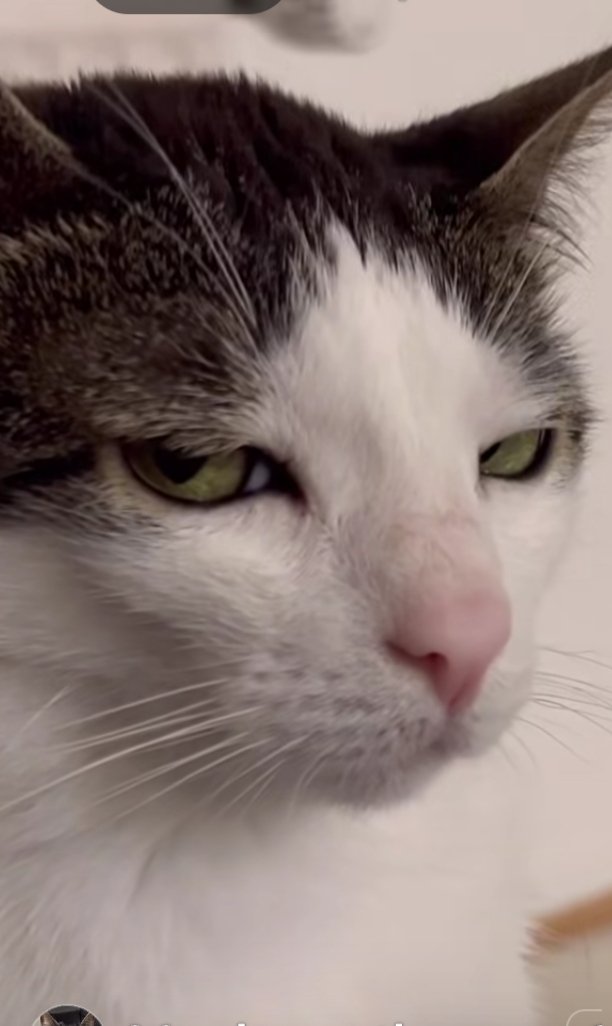 yoli_gotitaymar's tweet image. - Amor , estás enojada
- No
- A ver, una miradita
#MartesDeOdio 😸