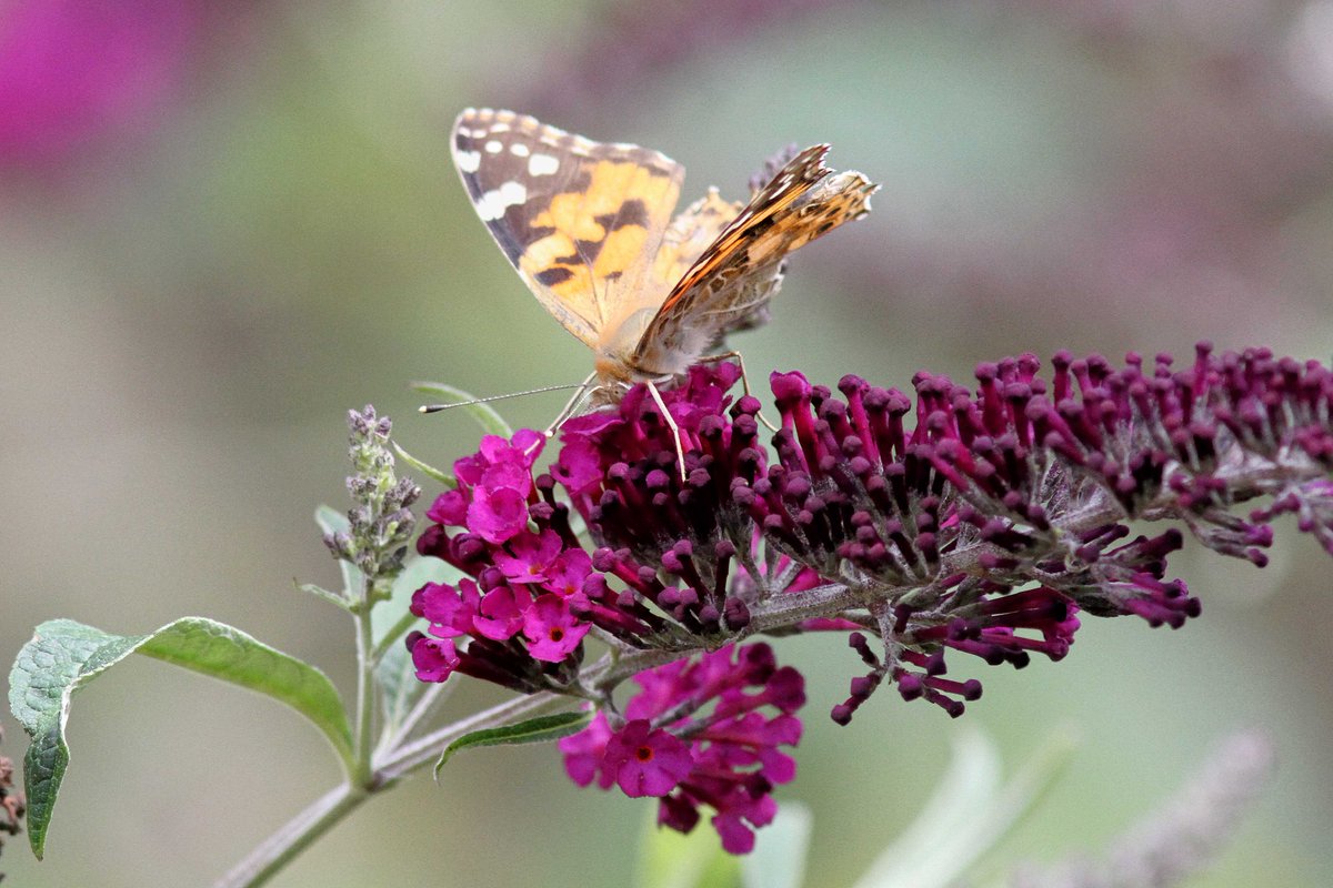 MrSteveyJames's tweet image. A nice suprise at our farm #chesterfield #derbyshire from yesterday, the first Painted Lady of the year on the Buddlia with a tatty wing but still lovely top see #TwitterNatureCommunity #TwitterNaturePhotography @NatureUK @savebutterflies @Natures_Voice @BBCSpringwatch