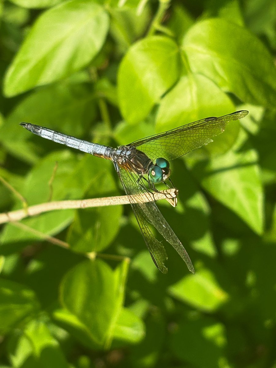 medusasgemss's tweet image. all insects that let u get close enough to take a pic know u love n admire them. this dragonfly told me himself