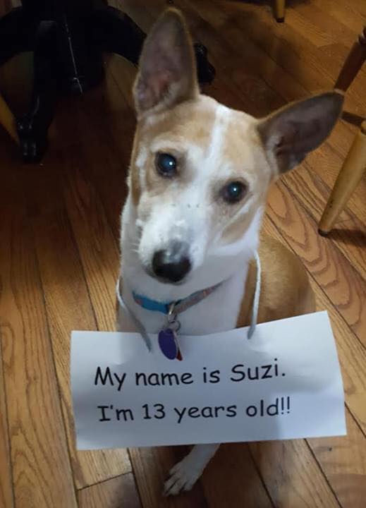 Beyond_theleash's tweet image. My dog is rescue dog and today is 13th birthday 🎂❤️.
Wish him the best 💓