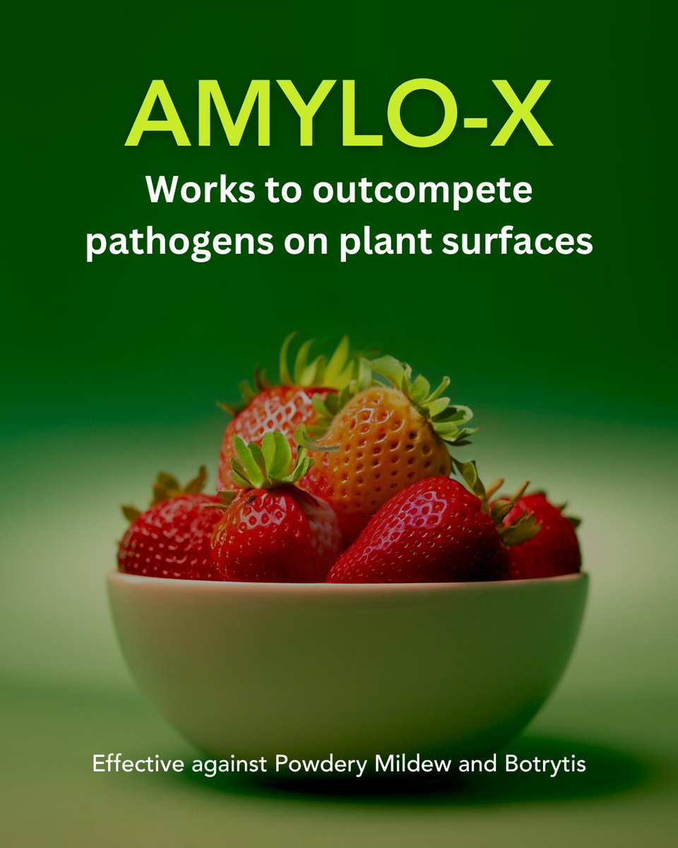 At Certis Belchim, we’re here to help you grow with confidence.
💡 Trusted fungicides &amp; insecticides
🧑‍🌾 Backed by expert advice
Discover how Amylo-X WG supports plant health &amp; sustainable farming.
More info: certisbelchim.co.uk/crop-focus/fru… 
#CropProtection #Biocontrol