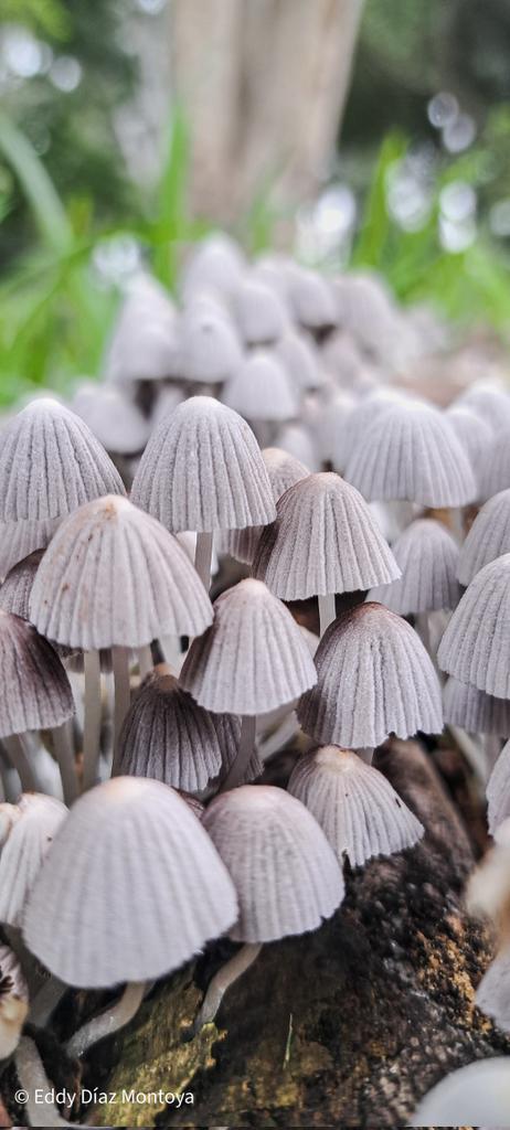 bioeddy's tweet image. Perspectivas...
#fotografiadenaturaleza #mobilephotography #naturephotography #nature #fotografia #fungi