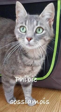 Voici Phibie, jeune chatte d’un an, extrêmement câline et sociable.
ses beaux yeux vous font craquer ?

Si vous souhaitez l’adopter, vous pouvez contacter notre association à
cette adresse : sossiamois@hotmail.fr