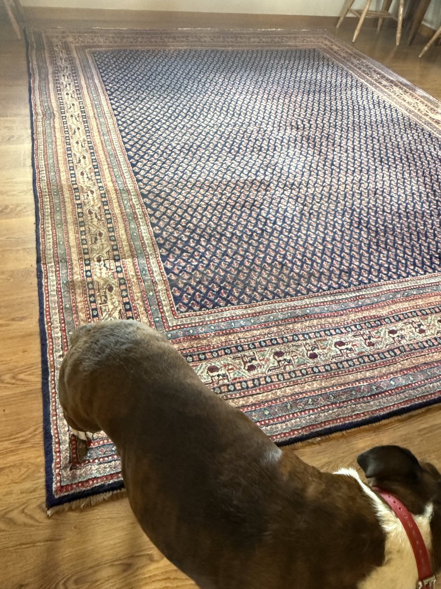 JimEspy's tweet image. In the morning, I’m going to have to drink my coffee holding my pinky out because we are now civilized. The boss had all the rugs and carpets steam cleaned in the house today.
