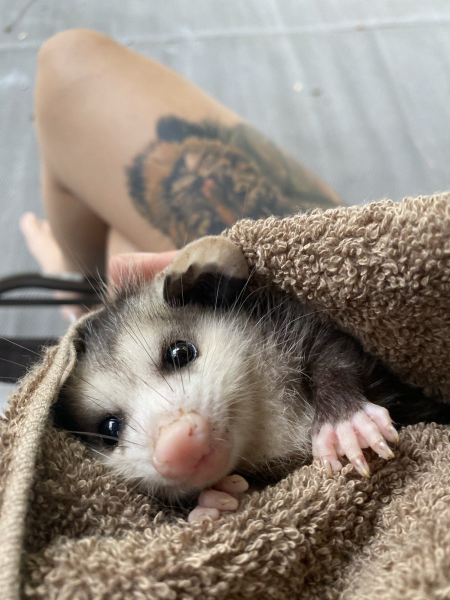 Possumeveryhour.io (@possumeveryhour) on Twitter photo 