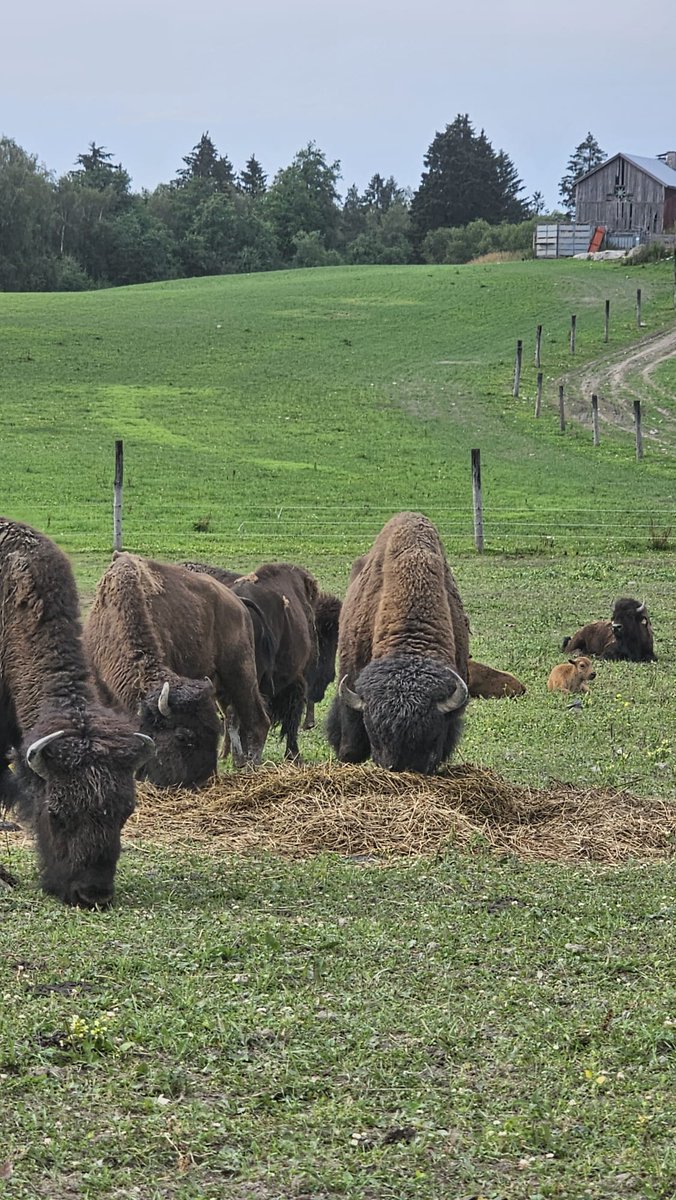 Kävimme tänään katsomassa biisoneita @biisonitkarjalohja
Kunnioitusta herättäviä eläimiä.
