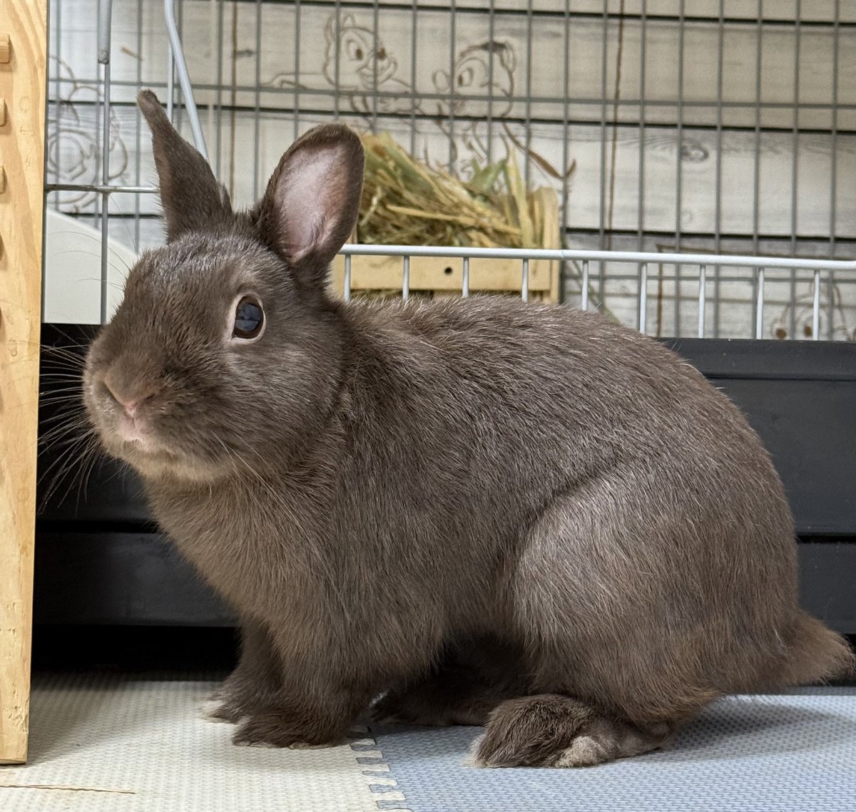 Rose_and_rum's tweet image. おはようございます😊

うさスイ曜日🐰

今日も1日頑張っていきましょう😄